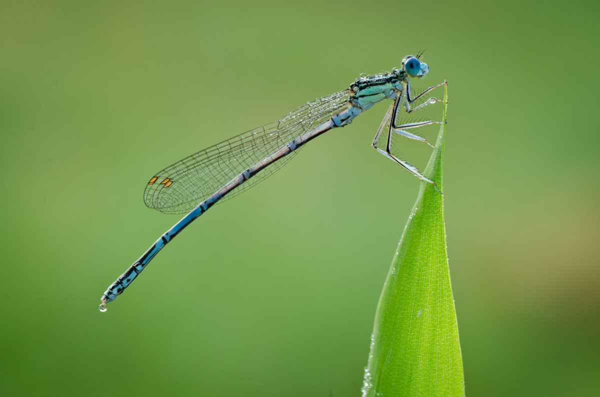 Demoiselle, libellule, faune du Sud Vendée Littoral