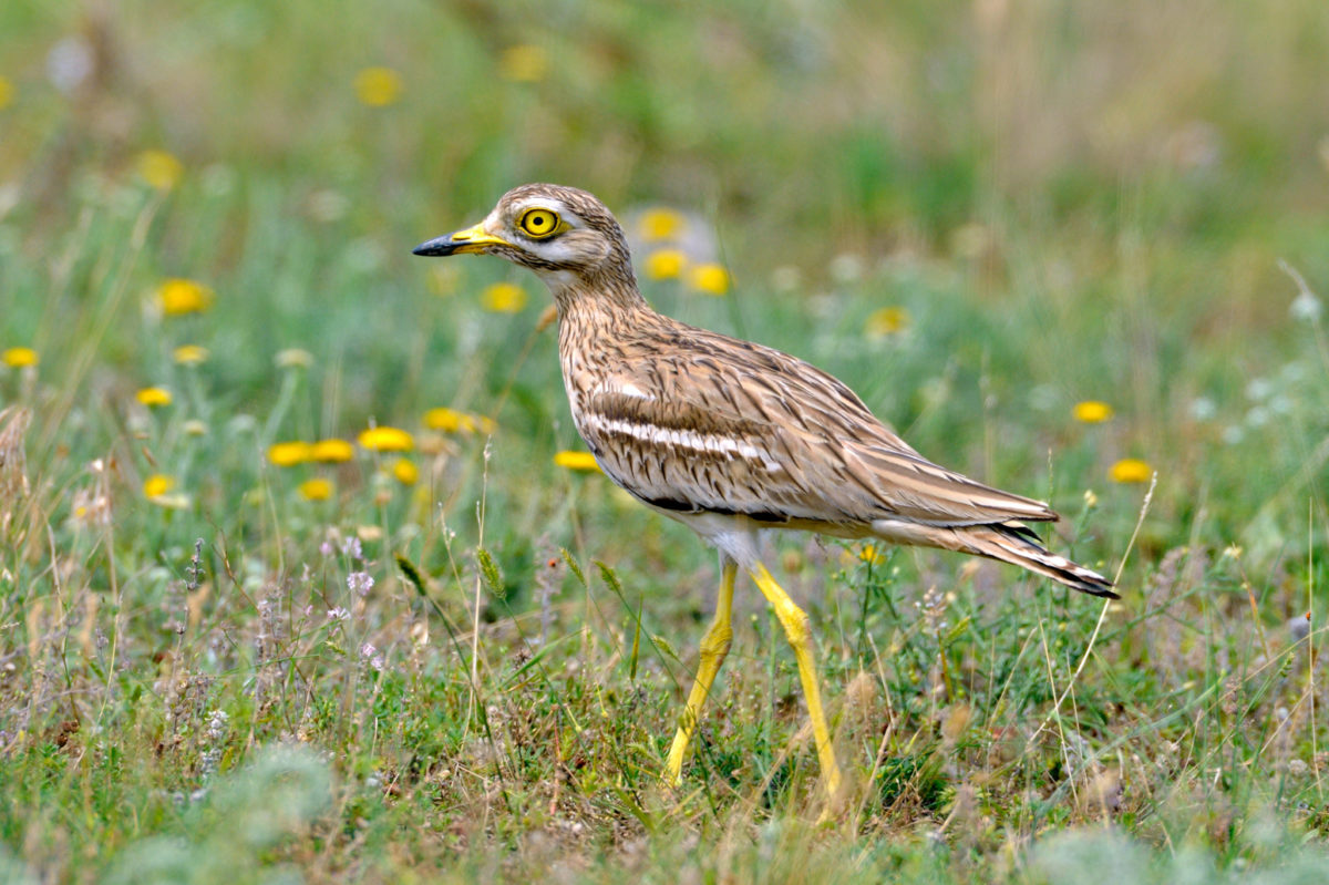 Œdicnème criard, faune du Sud Vendée Littoral