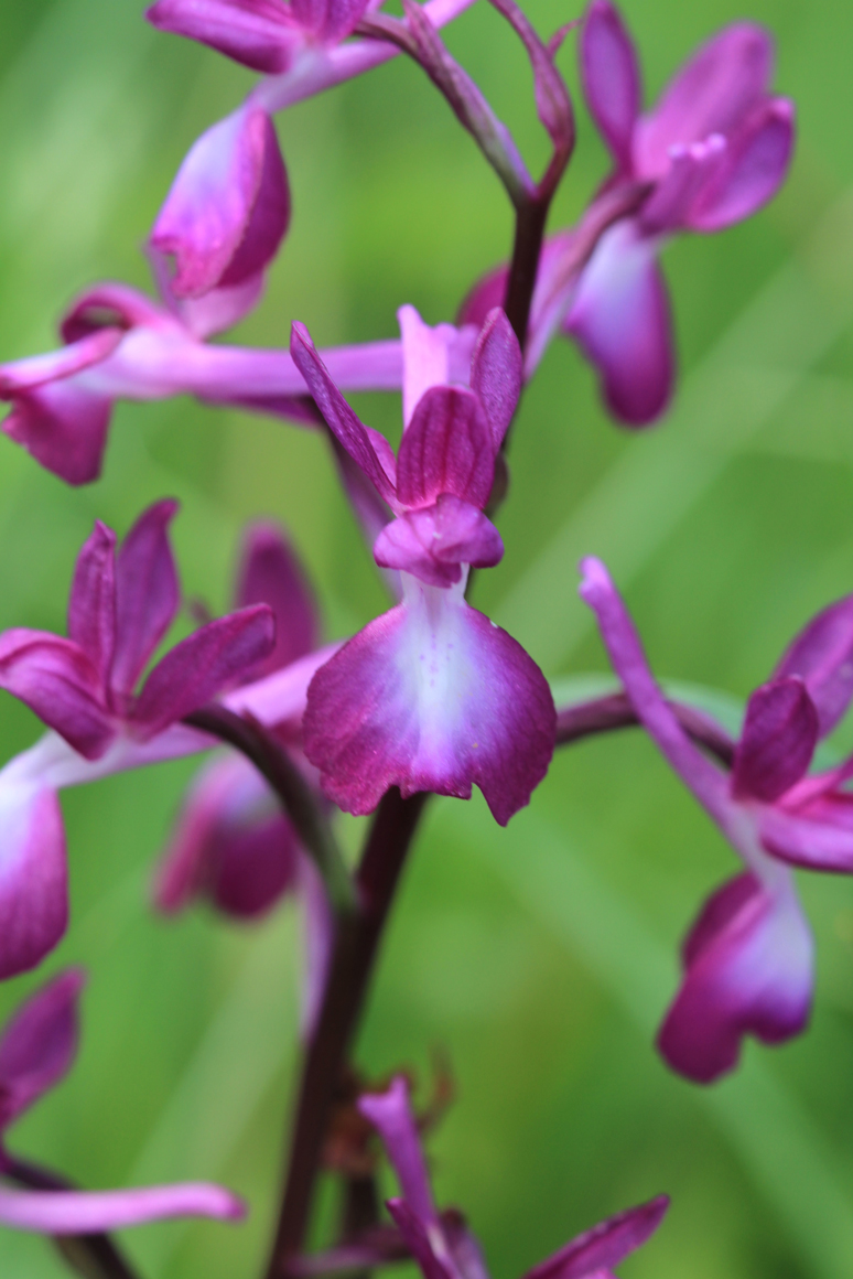 Orchis à fleurs lâches