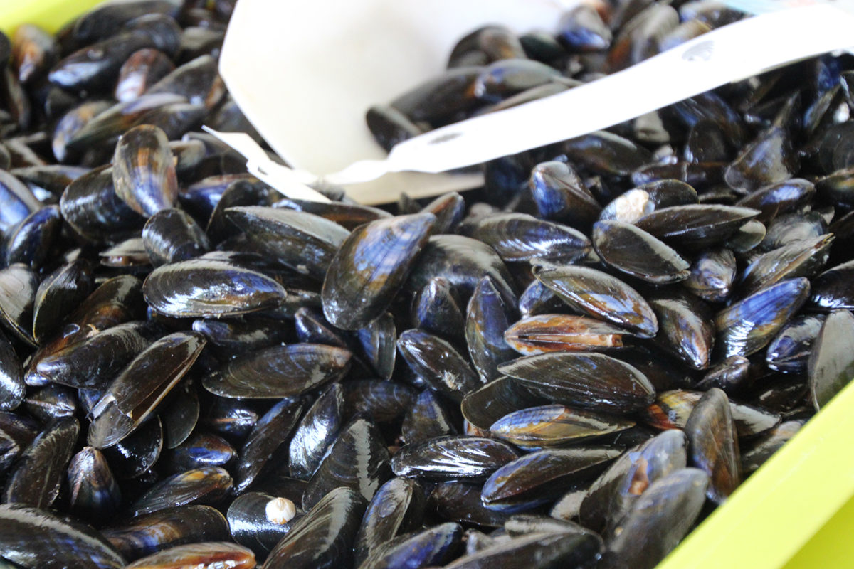 Moules de bouchot fraichement "ceuillies"