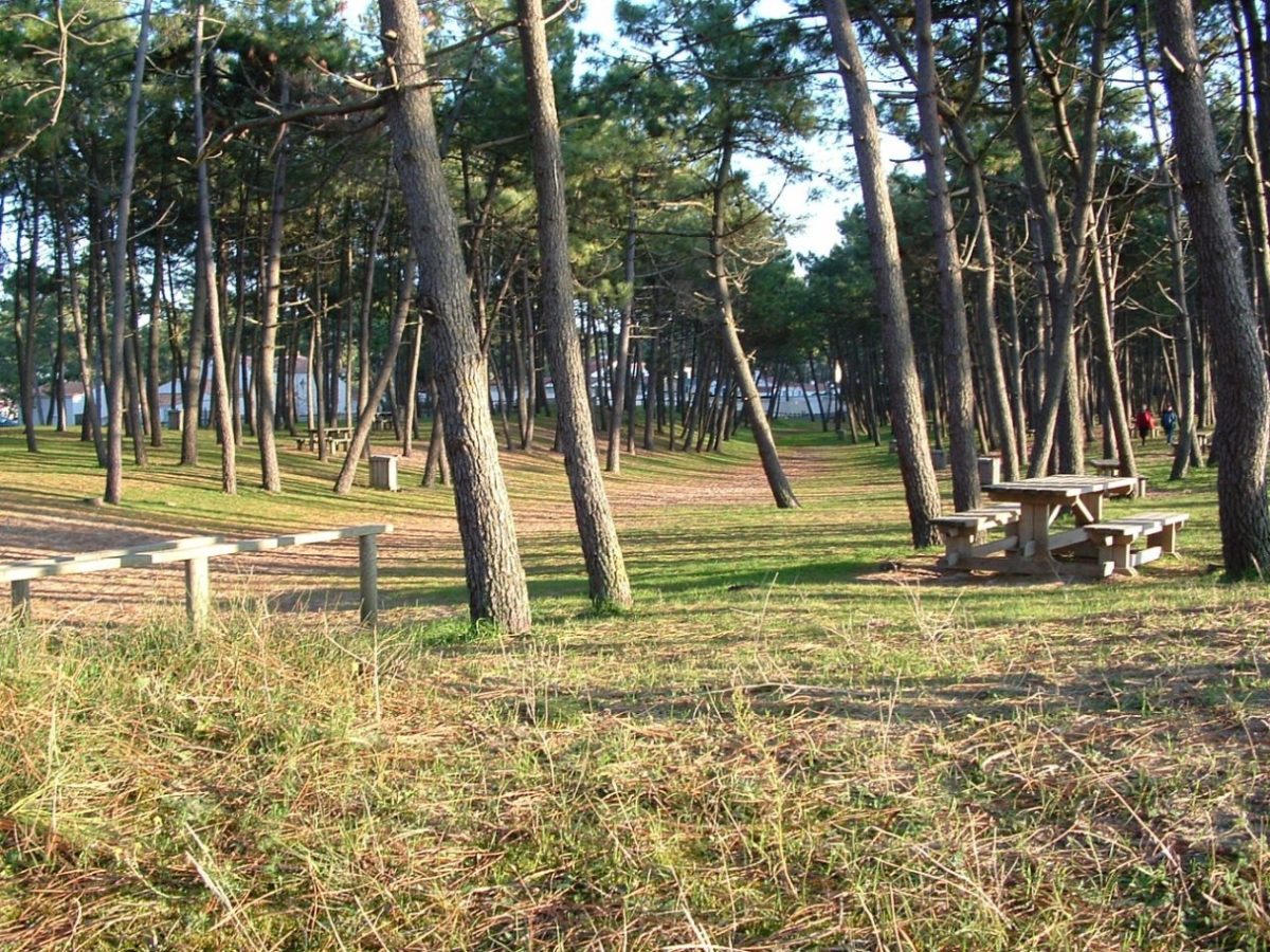 Picnic in the pine forest at La Faute-sur-Mer