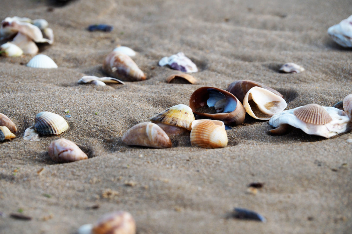 Sur la plage abandonnée, coquillages et...