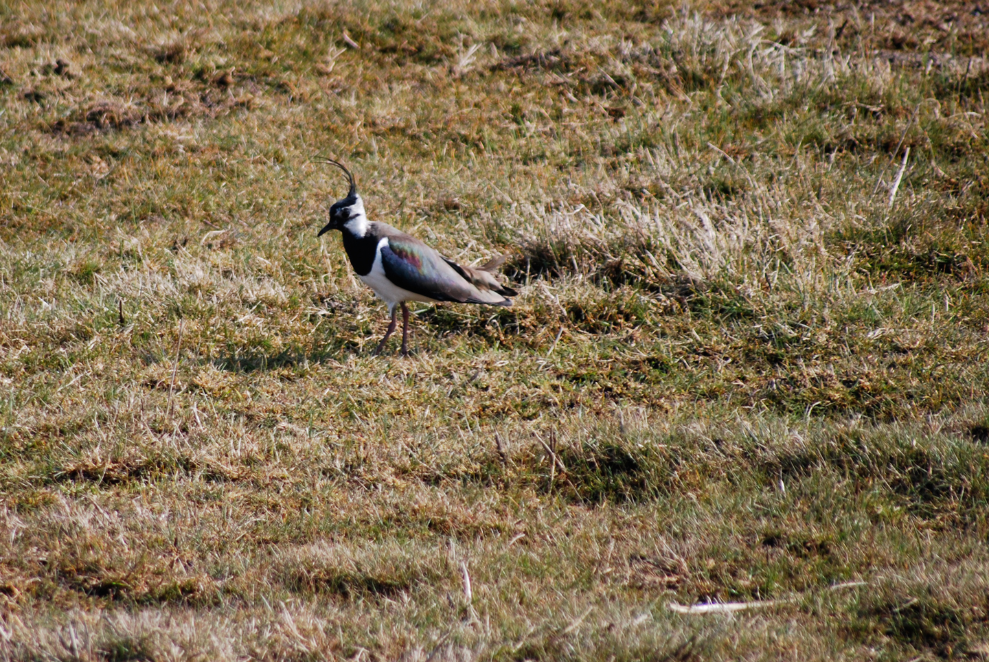 Vanneau huppé à la Réserve naturelle nationale de Saint-Denis-du-Payré