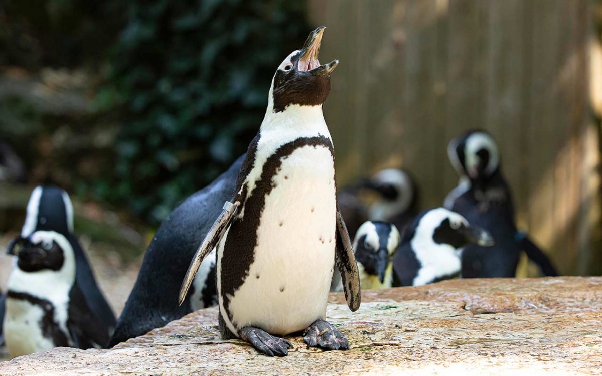 2-ZoodesSables-copyright-P.Chabot–copy