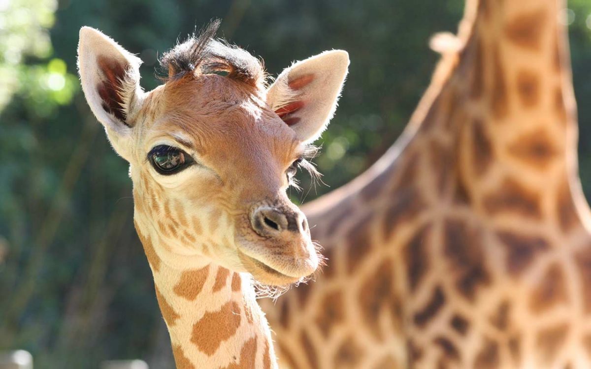 4-ZoodesSables-copyright-S.Silhol–copy