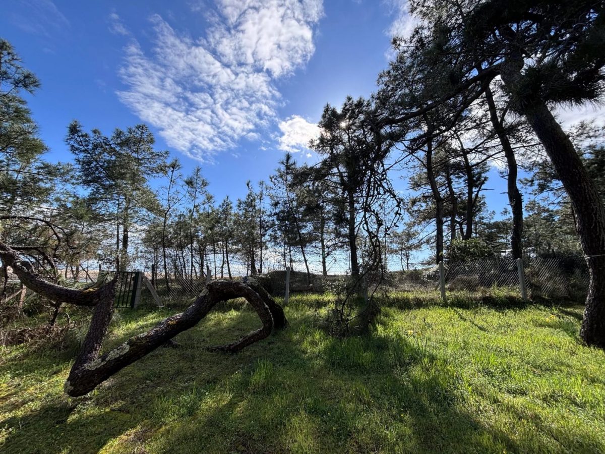 485083738-923158199747471-6480412567864282096-n-cf2933bc7a984ae297e2b866299f64e0