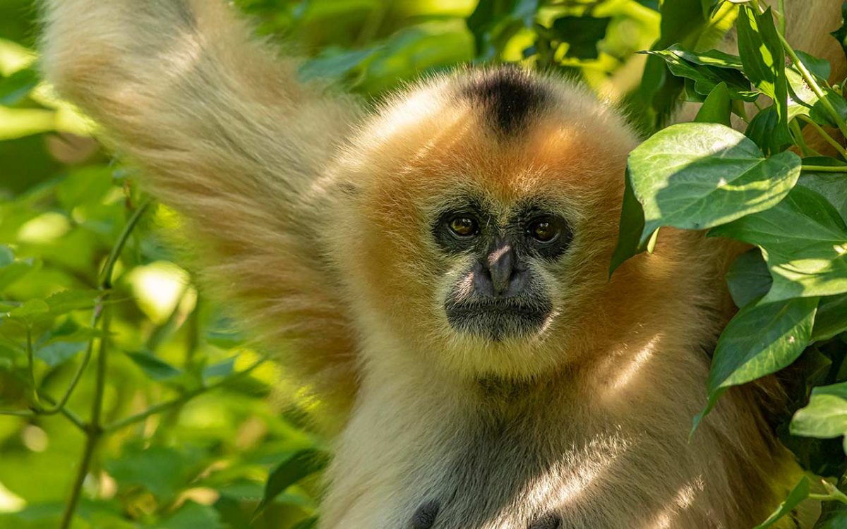 5-ZoodesSables-copyright-P.Chabot–copy