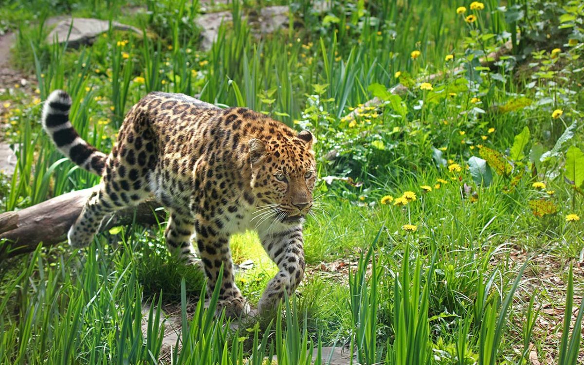 6-ZoodesSables-copyright-S.Silhol–copy