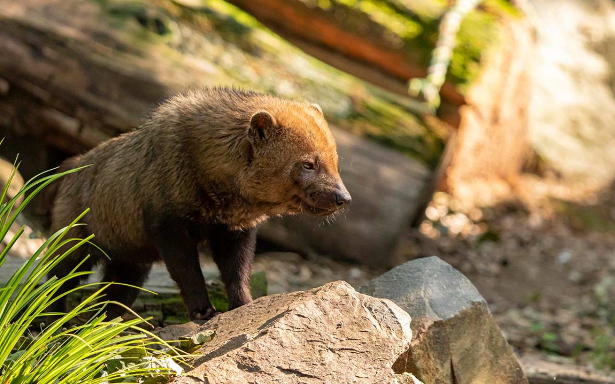 7-ZoodesSables-copyright-P.Chabot–copy