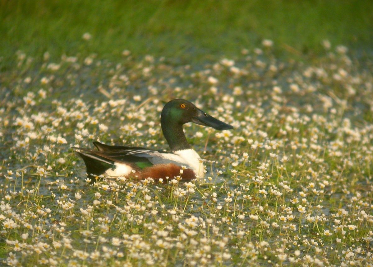 Canard souchet Matthieu Vaslin