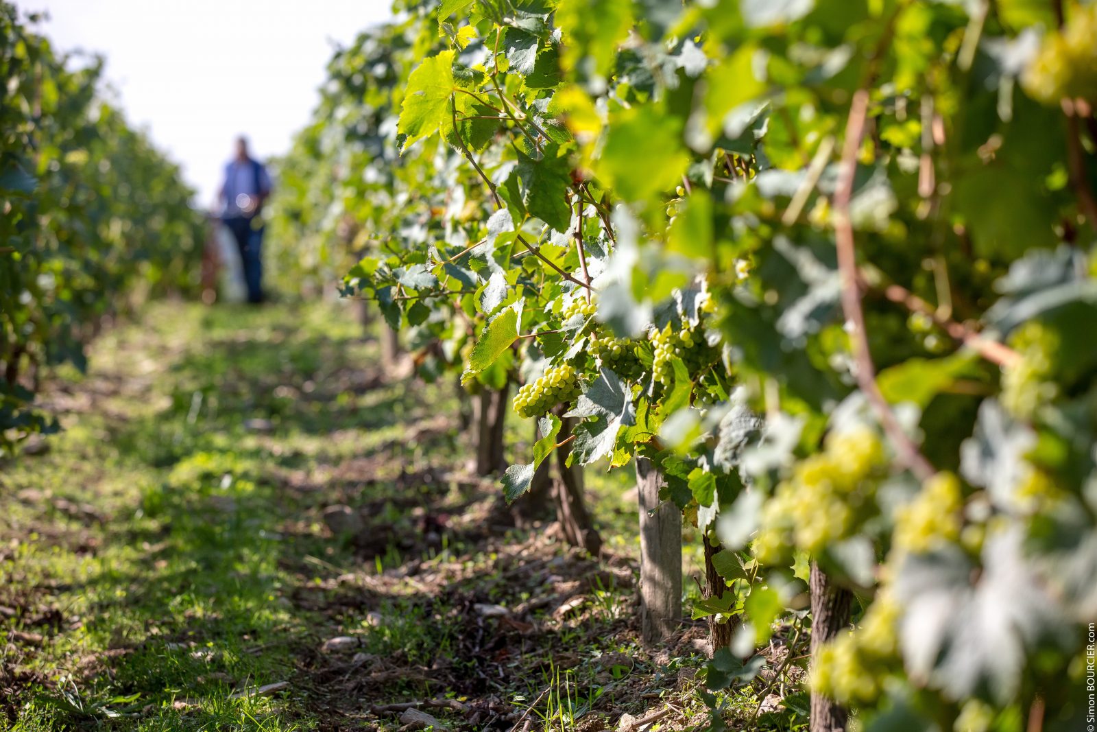 Wine route Le Patrimoine