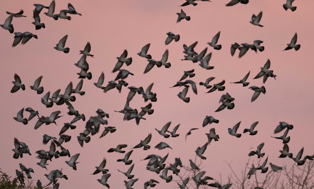Groupe de pigeons se couchant