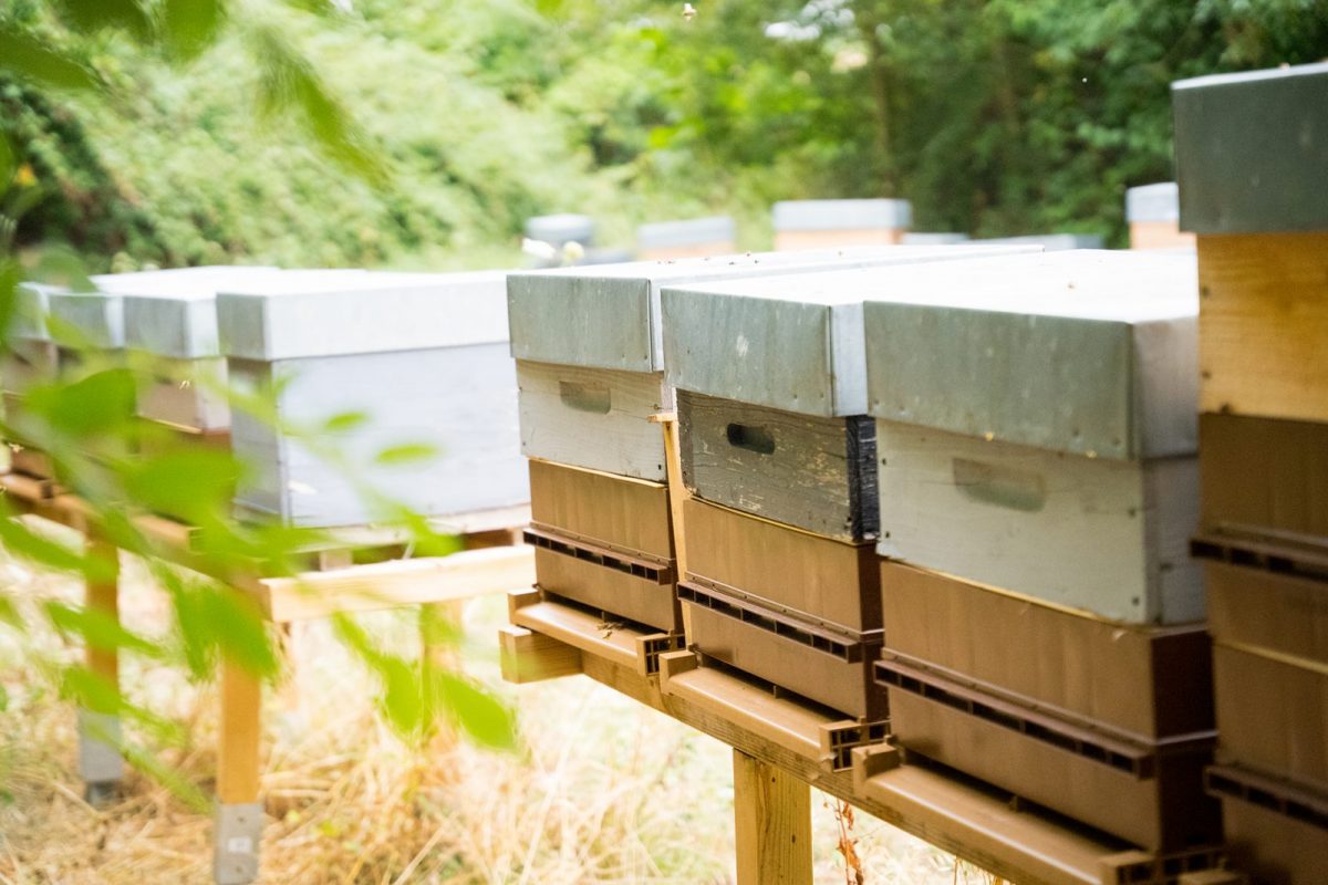 Le Rucher de Bellevue©D.Herbreteau-05700