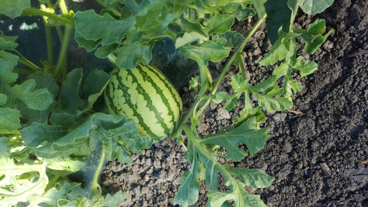 Melon-les-roseaux-bouled-or-vouille-les-marais-pastèque