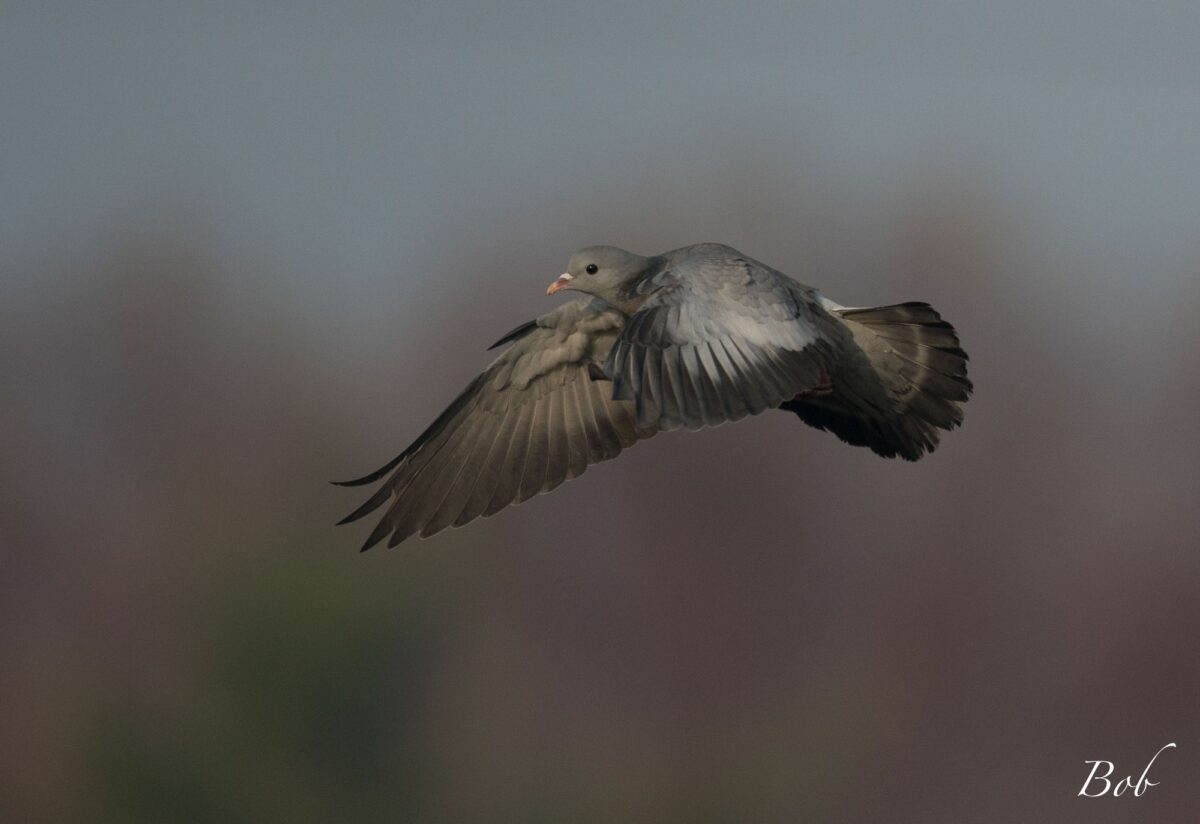 Pigeon colombin