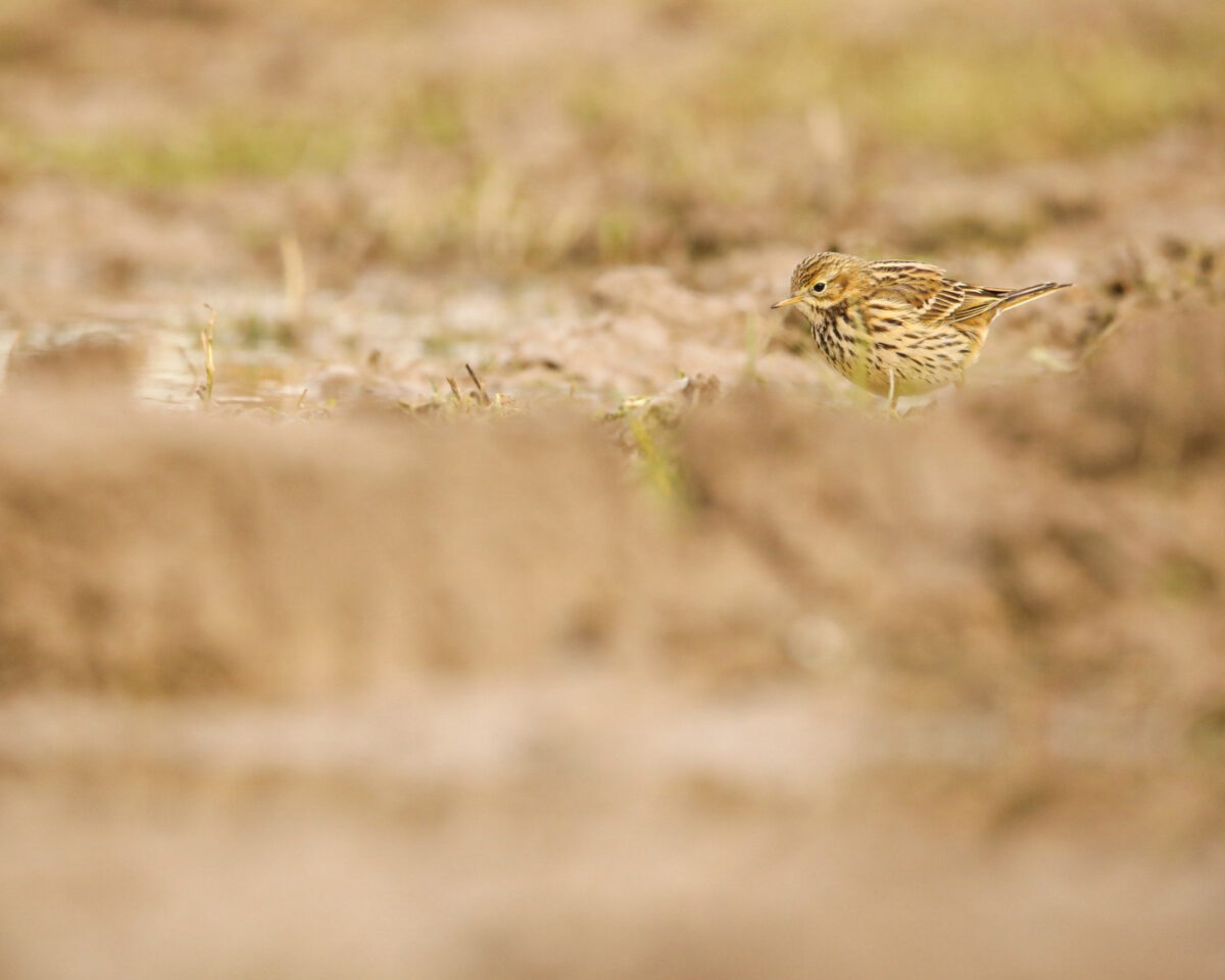 Pipit Farlouse