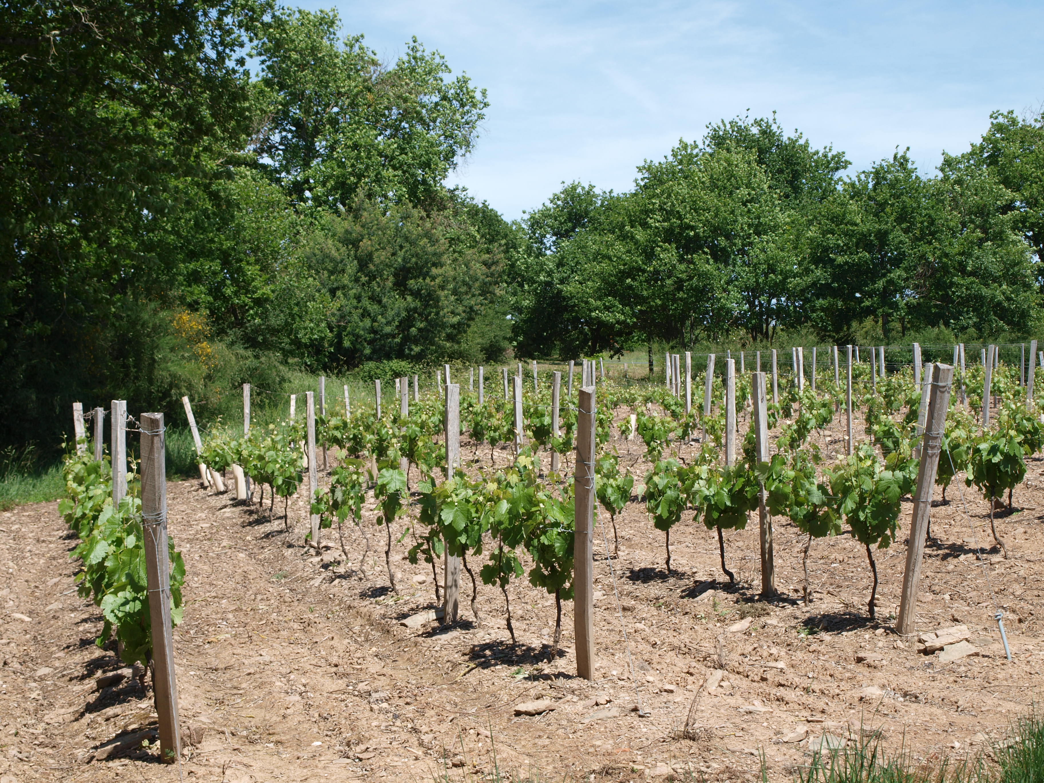 BIKE TRAIL “MARAIS A LA VIGNE”