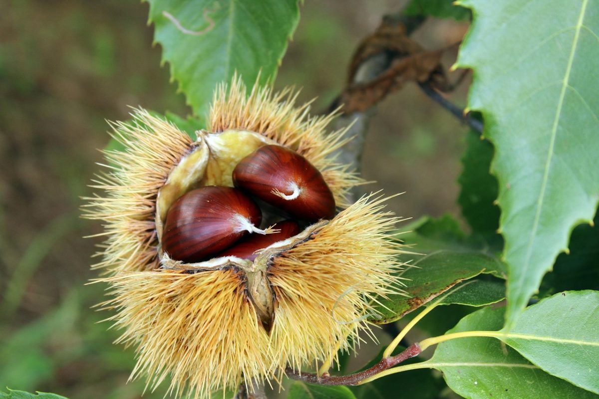 Sortie nature – promenous-nous dans les bois – Pixabey chestnut-2810591_1280