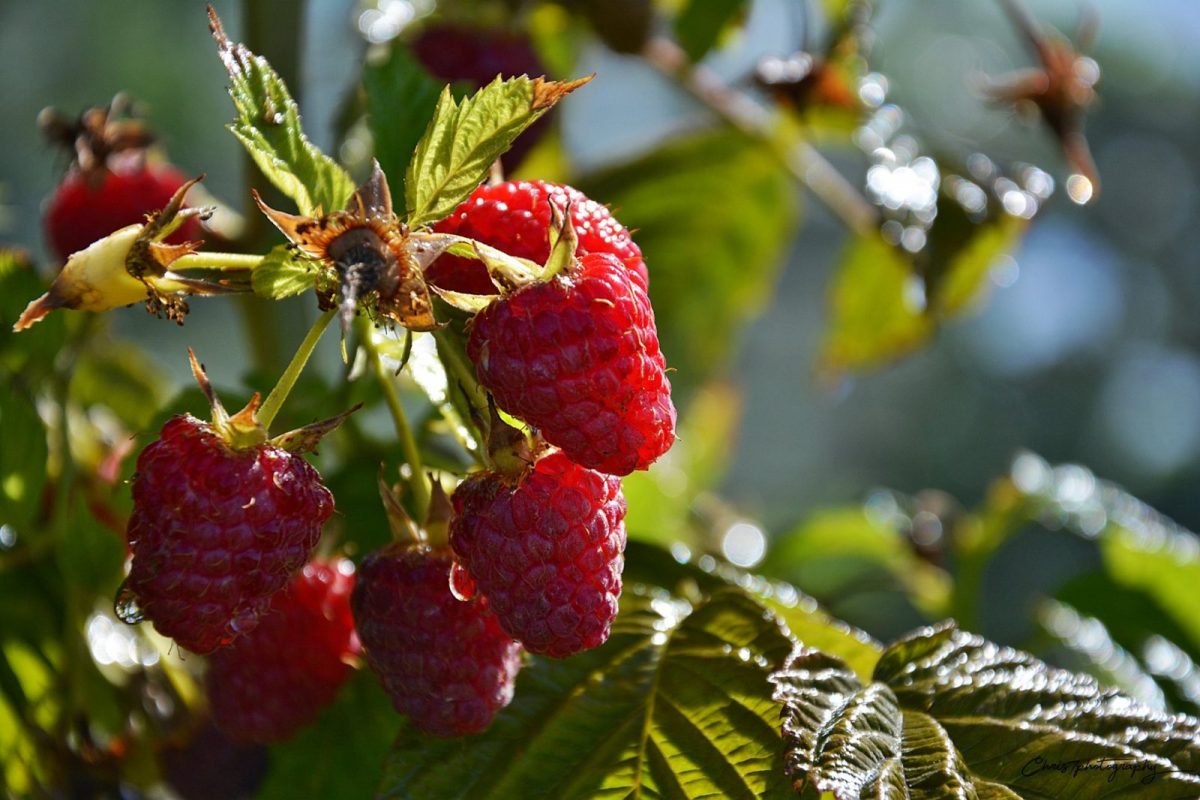 Vergers de Vendée – Cueillette framboise