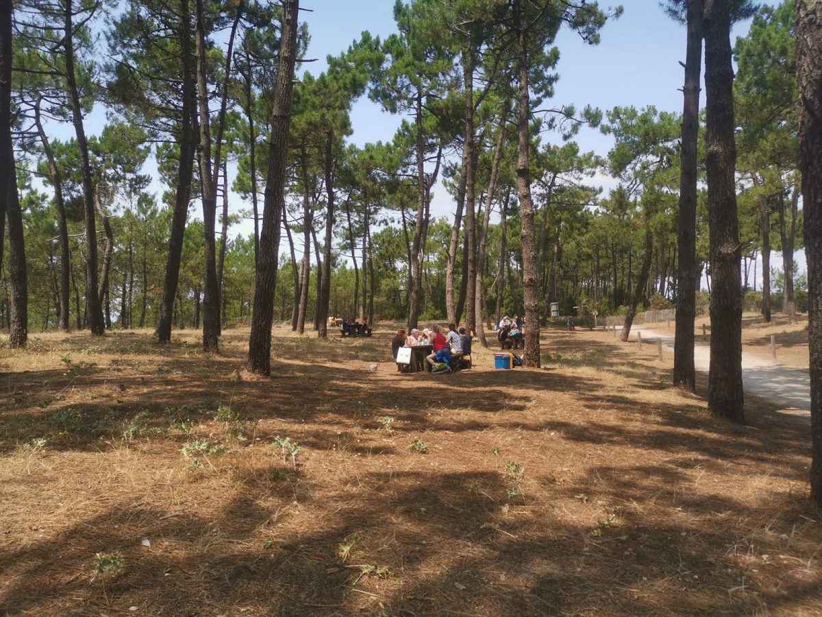 aire-pique-nique-chardons-la-faute-sur-mer (1)