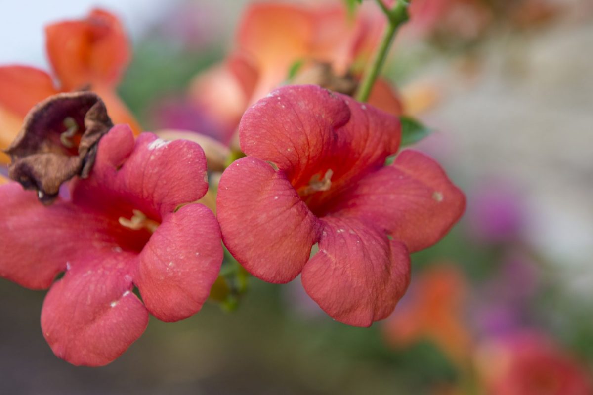 une des fleur de la cour